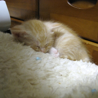 こねこ、里親募集中！