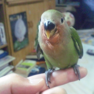 コザクラインコ（ノーマル）の雛の里親募集です