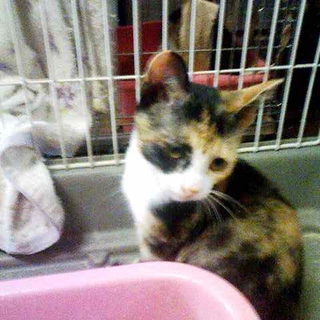 生後２ヵ月の子猫の里親募集
