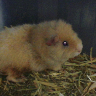 テディモルモット