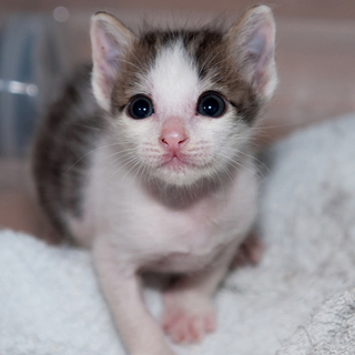 母猫に見捨てられたきょうだい猫の里親さん募集