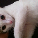 白柄おれさまにゃんこちゃん