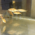 金魚(和金４ヶ月)３０匹里親募集