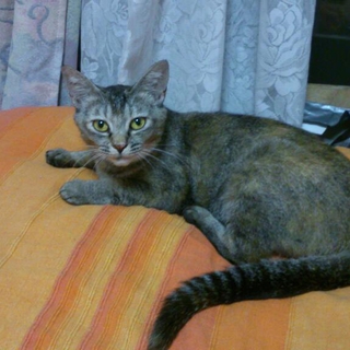 子猫の里親が無事見つかりました！