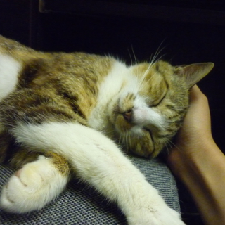 親子猫（３匹）の里親さん募集中です　親猫