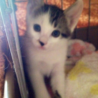 2か月の仔猫です