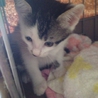 2か月の仔猫です サムネイル3