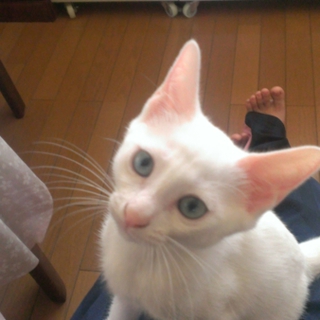 里親様が見つかりました