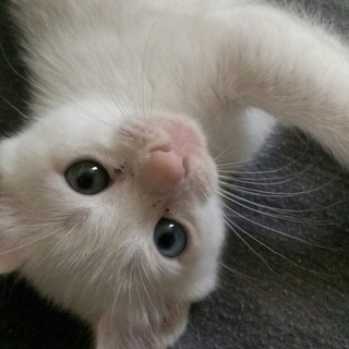 飼い主様が見つかりました