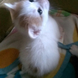 里親様が見つかりました！