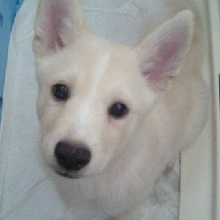 生後4ヶ月のmixオス子犬、元気です