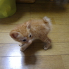 茶トラ子猫　生後１ヶ月半くらい サムネイル2
