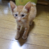 茶トラ子猫　生後１ヶ月半くらい サムネイル3