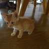 茶トラ子猫　生後１ヶ月半くらい サムネイル4
