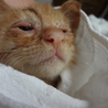 茶トラ子猫　生後１ヶ月半くらい サムネイル6