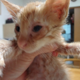 茶トラ子猫　生後１ヶ月半くらい