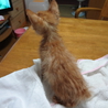 茶トラ子猫　生後１ヶ月半くらい サムネイル5