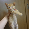 茶トラ子猫　生後１ヶ月半くらい サムネイル7