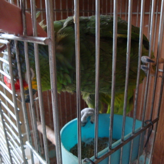 キホオボウシインコ、セネガルパロットです