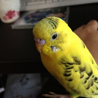 セキセイインコの里親募集