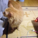 茶虎の猫くんの里親募集中です