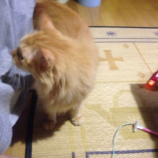 茶虎の猫くんの里親募集中です