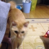 茶虎の猫くんの里親募集中です サムネイル2