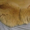茶虎の猫くんの里親募集中です サムネイル3