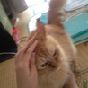 茶虎の猫くんの里親募集中です サムネイル4