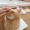 茶虎の猫くんの里親募集中です サムネイル6
