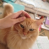 茶虎の猫くんの里親募集中です サムネイル5