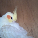オカメインコ 至急！！