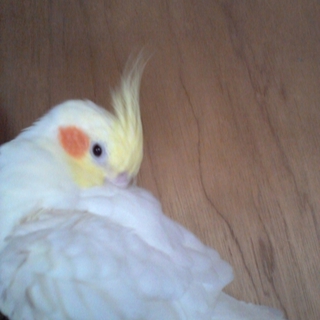 オカメインコ 至急！！