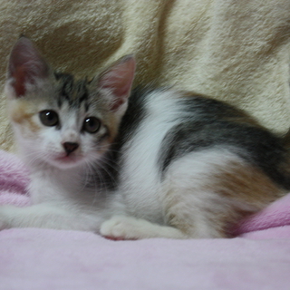 猫エイズキャリアの三毛仔猫・ほぅちゃん