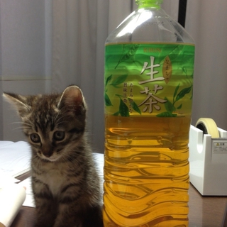 [[緊急]]捨てられていた仔猫の里親様募集！