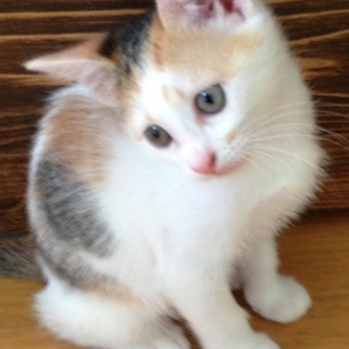 三毛猫の女の子です