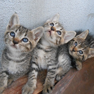 可愛らしい子猫が4匹生まれました！