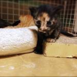 ♪さびの子ねこの里親になっていただける方募集♪