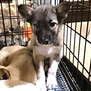 生後2ヶ月後半仔犬