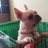 フレンチブルドッグ♂1歳♀2歳 サムネイル4