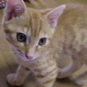 オレンジ色の３ヶ月男の子