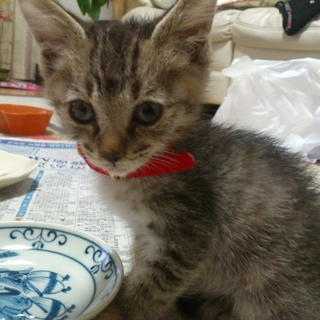 子猫のメスです！大人しく夜も静かで、とても可愛い！