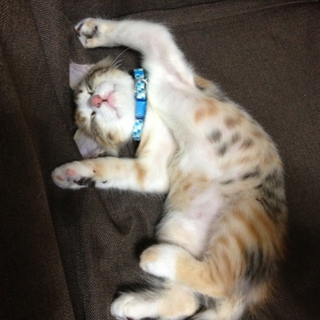 仔猫の里親募集します