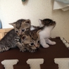 生後1ヶ月の子猫4匹の里親募集しています。 サムネイル2