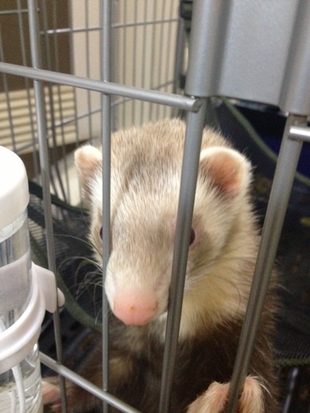 人懐っこいパズバレーフェレットです サムネイル7