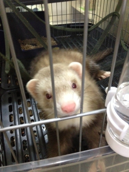 人懐っこいパズバレーフェレットです サムネイル2