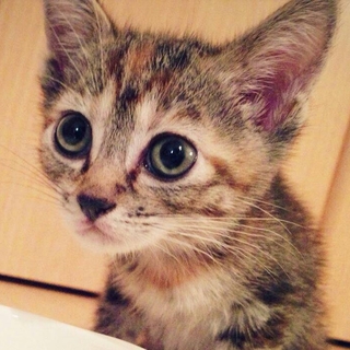 那覇市　近辺で子猫をもらっていただける方