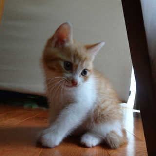 お茶目で元気な茶トラのオス猫です♪