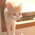 茶白の里親さま募集！