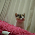 ひとなつっこい三毛ちゃんです。生後１か月です。